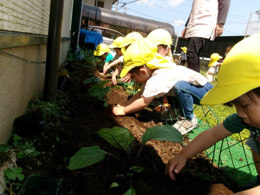 夏野菜画像