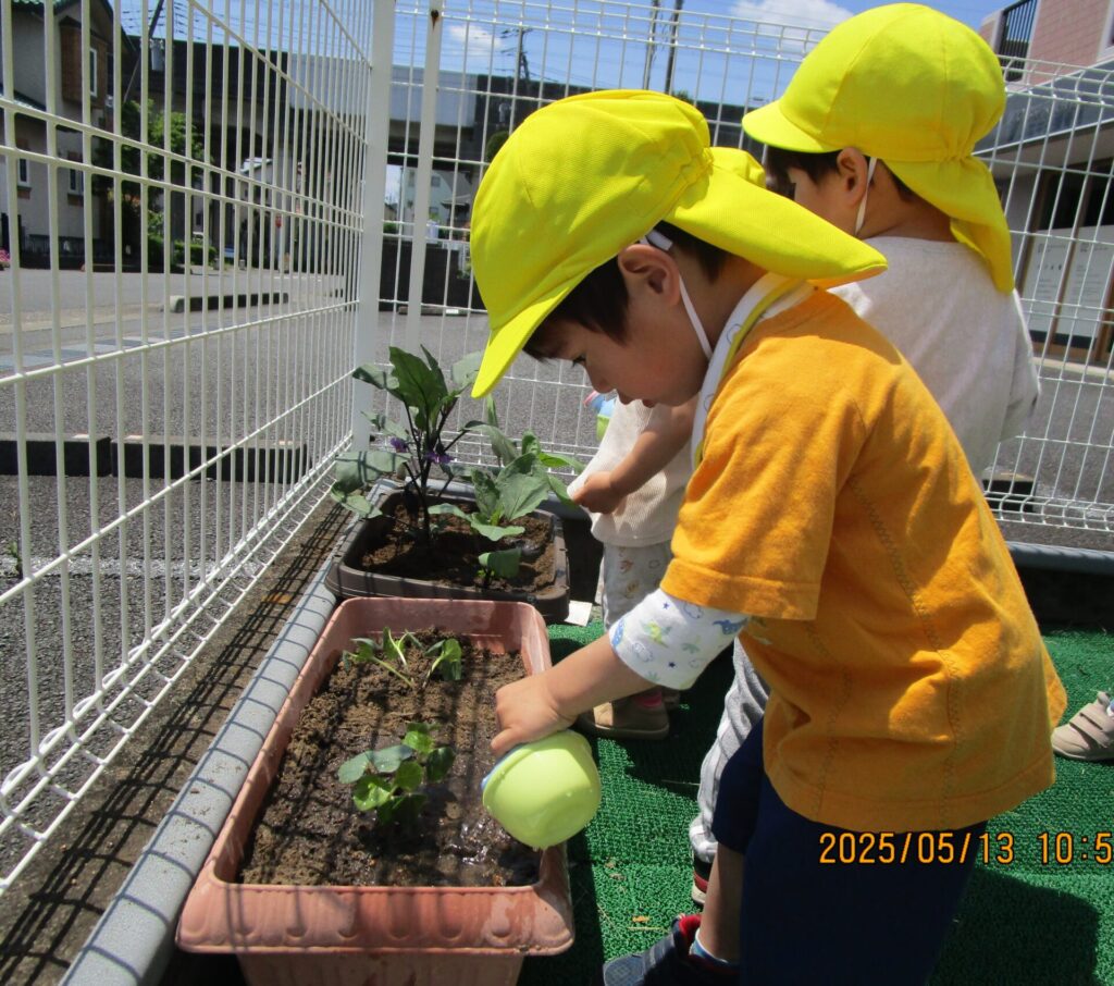 野菜の苗を植えました☆画像