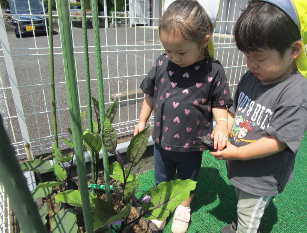 野菜の収穫☆画像