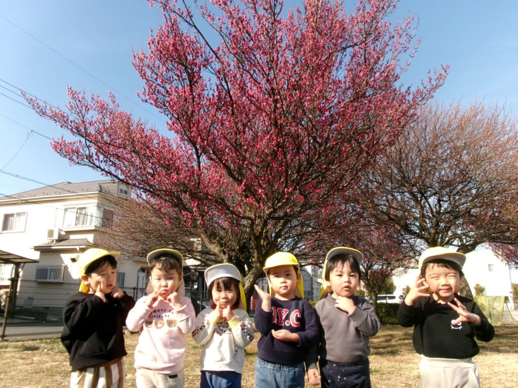 お花　あかいね画像