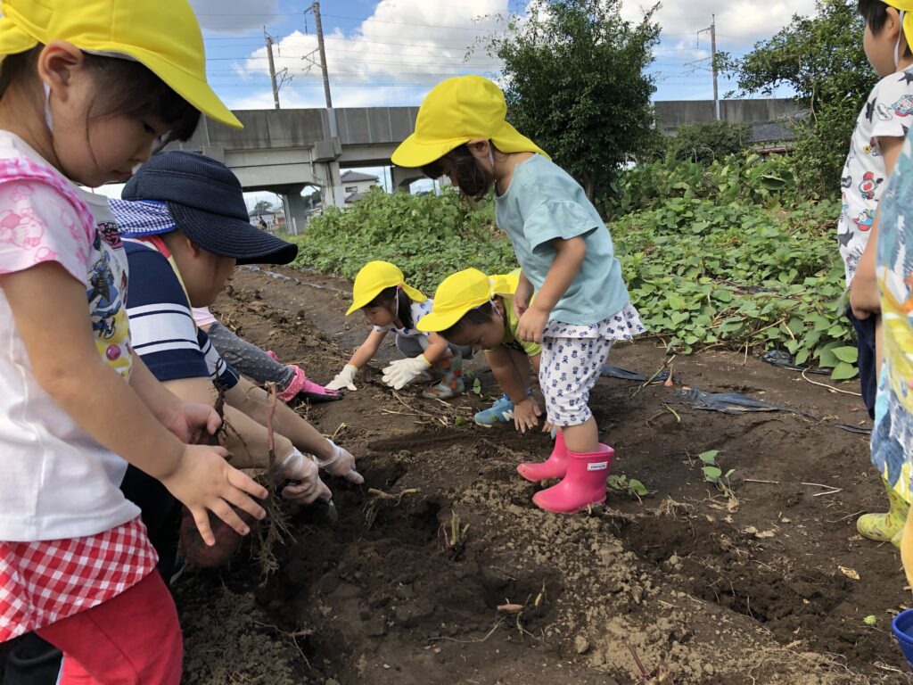 おいもほり画像