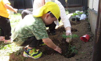 夏野菜を植えました画像