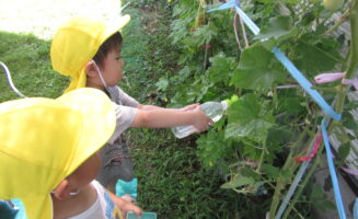 野菜の水やり画像