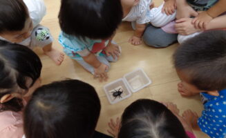 新しいお友達は、、、かぶとむし！？画像